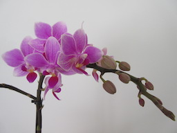 Avatar de Orchidée