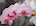 Avatar de Orchide