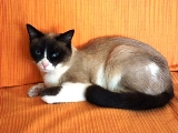 Avatar de Merloup