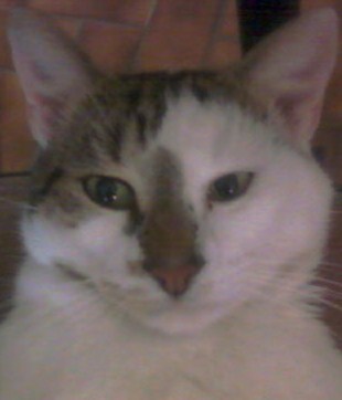 Avatar de super-igord