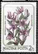 timbre: Fleur : Variété de Lys (Lilium martagon)