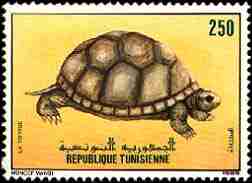timbre: Tortue