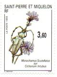 timbre: Insecte sur Fleur. Monochamus Scutellatus