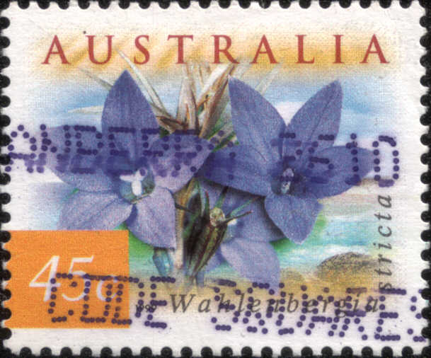 timbre: Fleurs Wahlenbergia stricta, dentelé 14x14½