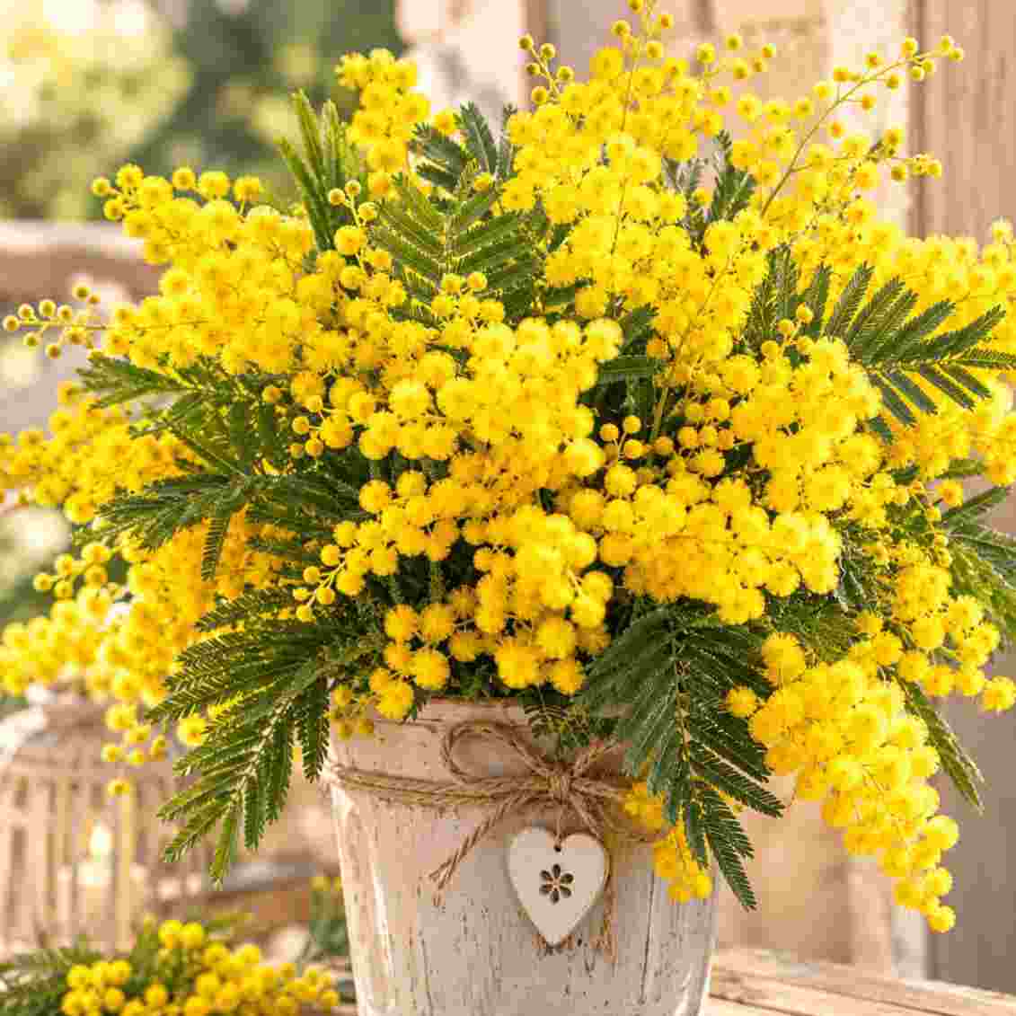 Avatar de Passion des fleurs
