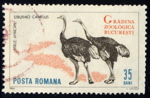 Timbre: Zoo de Bucarest : Autruches