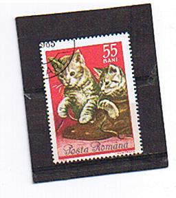 Timbre: Chats europ&eacute;ens