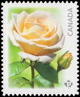 Timbre: Rose blanche Maid of Honour