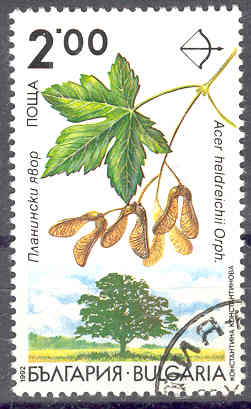 Timbre: Acer heldreichii