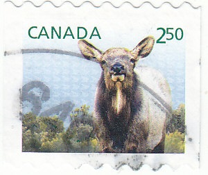 Timbre: B&eacute;b&eacute; Wapiti