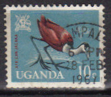 Timbre: African Jacana