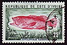 Timbre: Cephalopholis taeniops