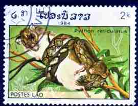 Timbre: Python recticulatus