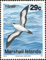 Timbre: Puffinus pacificus