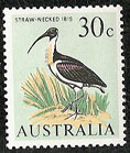 Timbre: Oiseau : Threskiornis spinicollis - Straw necked Ibis