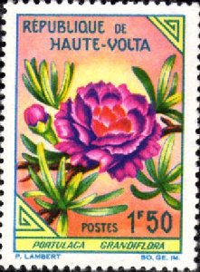 Timbre: Portulasa grandiflora