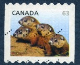 Timbre: Marmotte commune