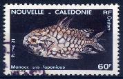 Timbre: Monocentris japonicus