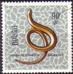 Timbre: Orvet