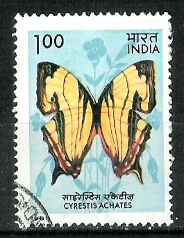 Timbre: Cyrestis achates