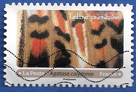 Timbre: Agatasa calydonia