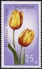 Timbre: Tulipe hybride