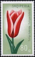 Timbre: Tulipe hybride