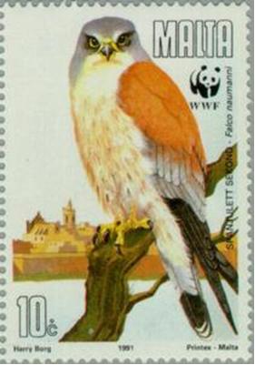 Timbre: Falco naumanni