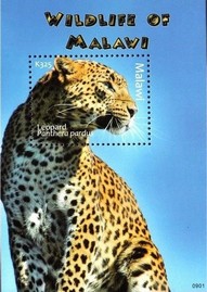 Timbre: Leopard (Panthera pardus) - BLOC
