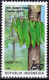 Timbre: Diospyros celebica