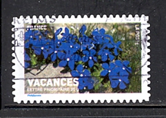 Timbre: $ Les vacances : Gentiane bleue