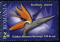 Timbre: Strelitzia