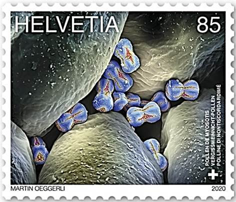 Timbre: Pollen de myosotis