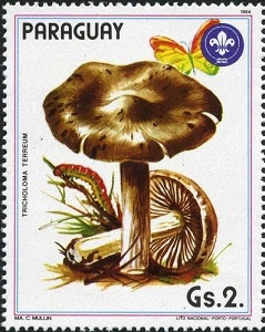 Timbre: Tricholome couleur de terre (Tricholoma terreum)