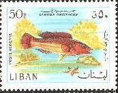 Timbre: Poissons : Labrus ossifagus