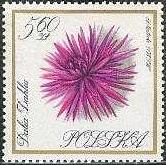 Timbre: Dahlia
