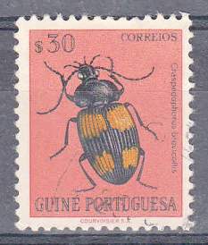 Timbre: Craspedophorus brevicollis