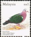 Timbre: Calcophaps indica 