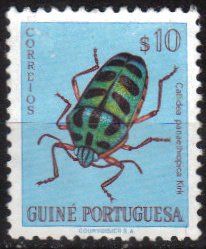 Timbre: Callidea panaethiopica