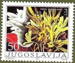 Timbre: Varech v&eacute;siculeux(Fucus vesiculosus)