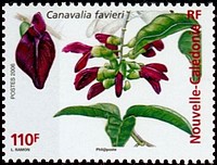 Timbre: Liane ornementale caledonienne