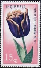 Timbre: Tulipe hybride