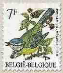Timbre: M&eacute;sange bleue