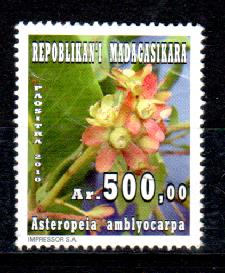 Timbre: Asteropeia amblyocarpa