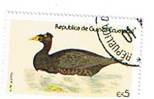 Timbre: Canard Surf scoter