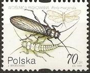 Timbre: Insectes. Perla marginata