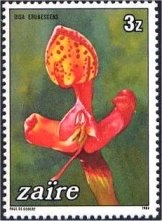 Timbre: Disa erubescens