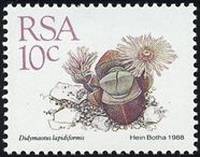 Timbre: Didymaotus lapidiformis