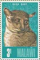 Timbre: Bush baby