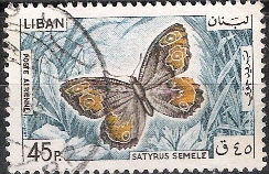 Timbre: Satyrus semele